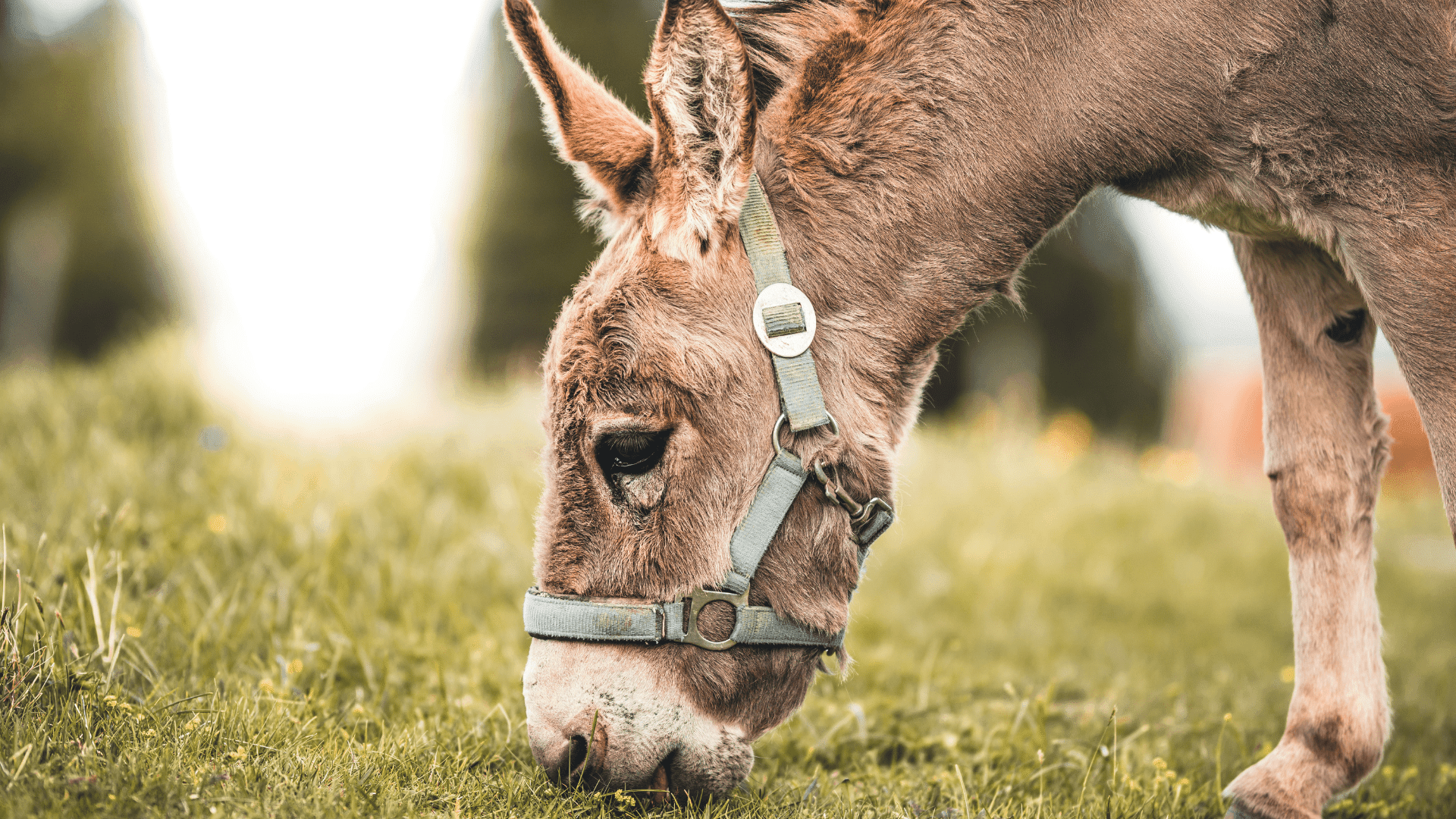 Donkey House Kamperland