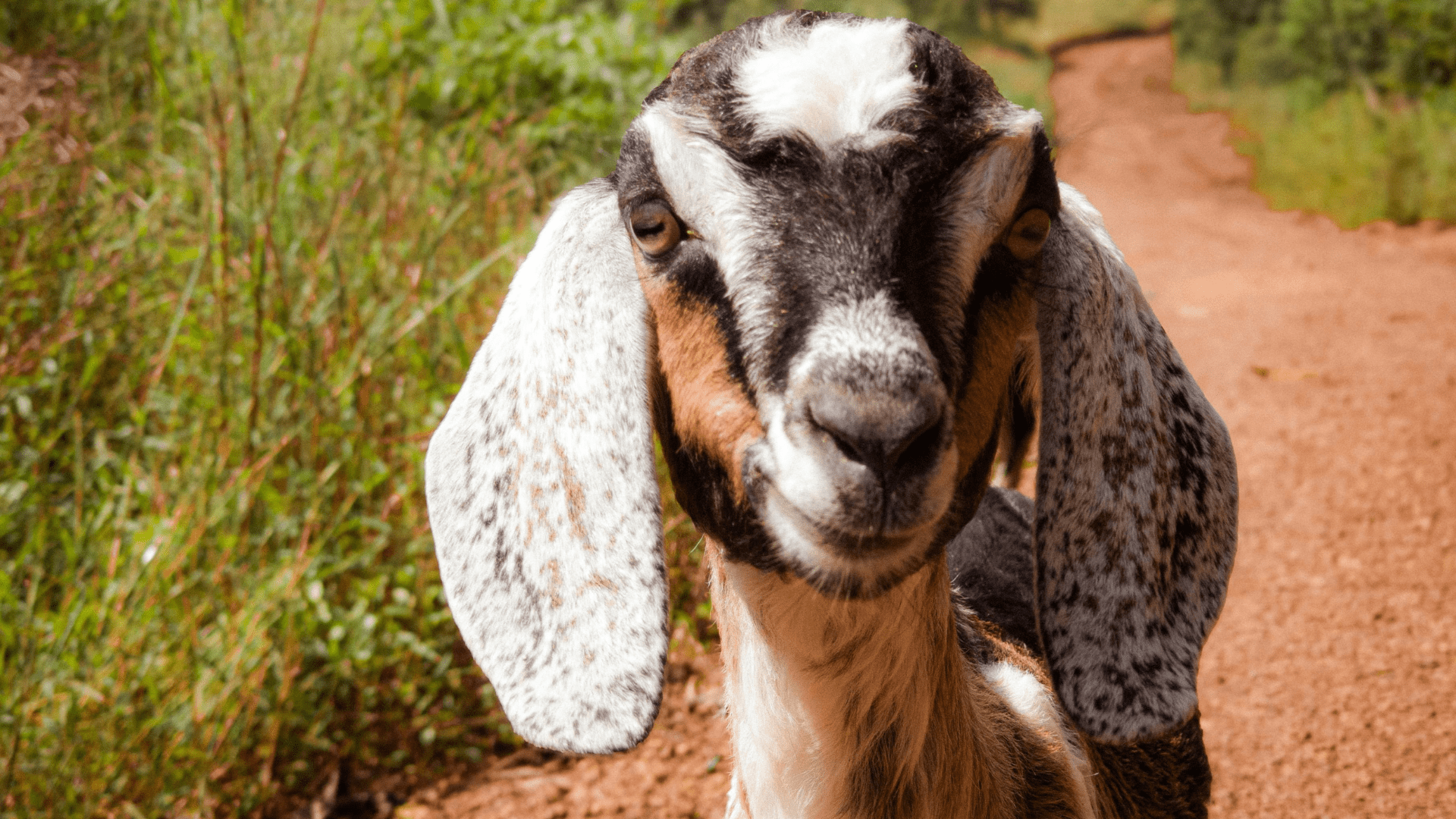 De Mèkkerstee goat farm