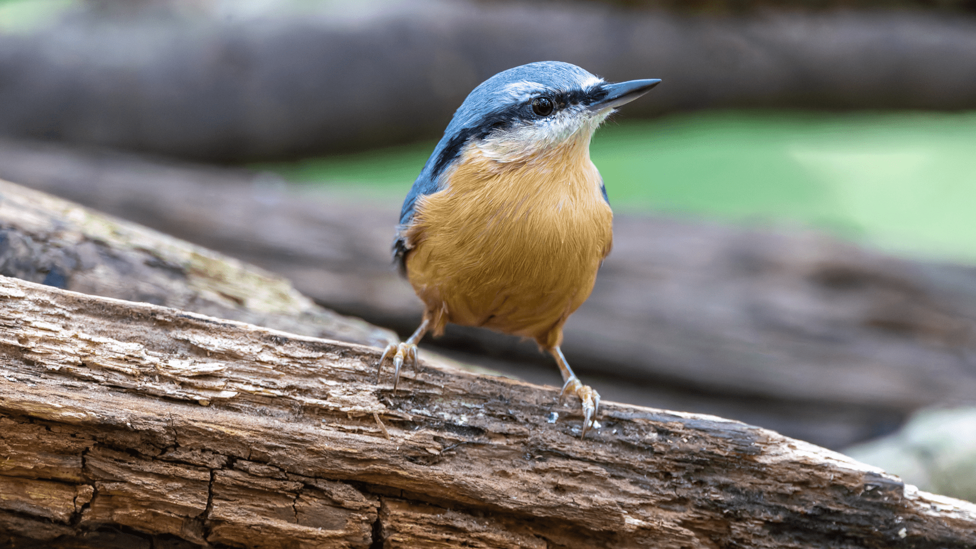 Adventure and recreation