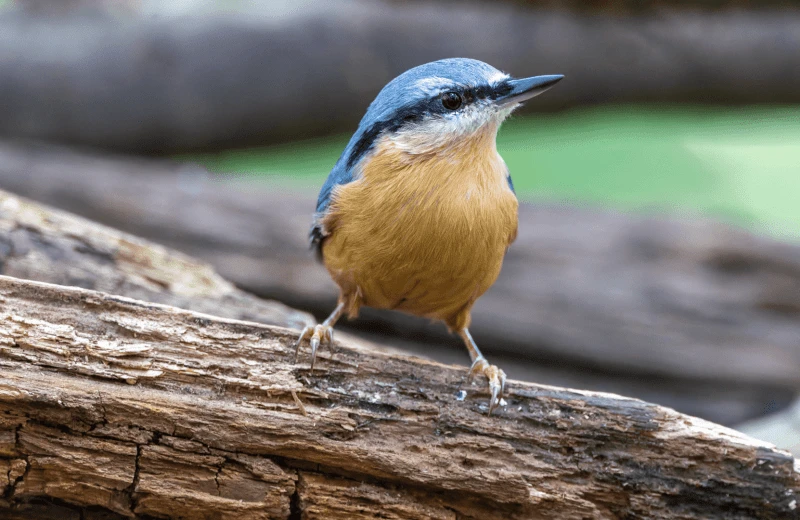 Adventure and recreation